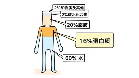 蛋白粉對人體有什么好處和壞處,蛋白粉對人體有什么危害縮略圖
