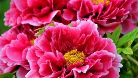 狀元紅,狀元紅荔枝縮略圖