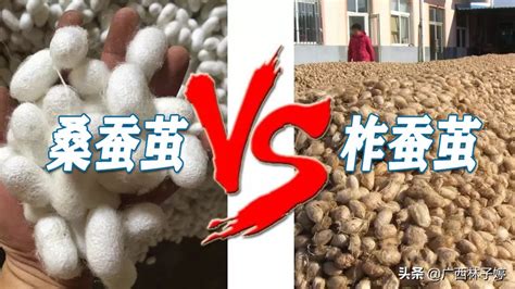 桑蠶絲被和蠶絲被有什么區別,桑蠶絲被與蠶絲被的區別縮略圖