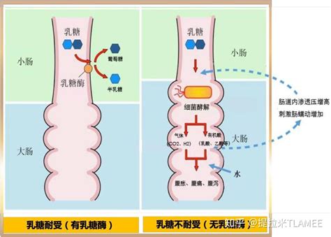 舒化奶乳糖不耐受的人可以喝嗎(乳糖不耐受的為什么可以喝舒化奶)縮略圖