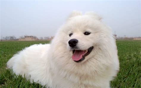 薩摩耶犬,薩摩耶犬多少錢一只縮略圖