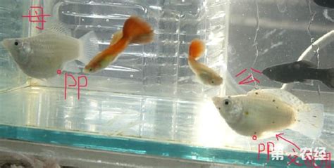 紅寶石魚公母區分圖解,紅寶石魚公母區分圖解視頻縮略圖