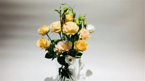 香檳玫瑰寓意什么意思(香檳玫瑰的花語及寓意)縮略圖