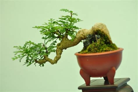 盆景花卉(盆景花卉回收)縮略圖