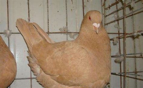 肉鴿什么品種鴿子最好,肉鴿品種排名前十名縮略圖