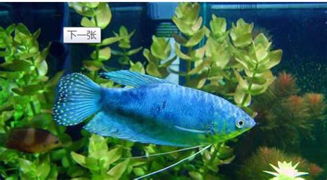 熱帶魚是哪對cp,熱帶魚是哪對明星CP縮略圖
