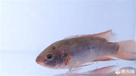 紅寶石魚好吃嗎,紅石斑魚為什么便宜縮略圖