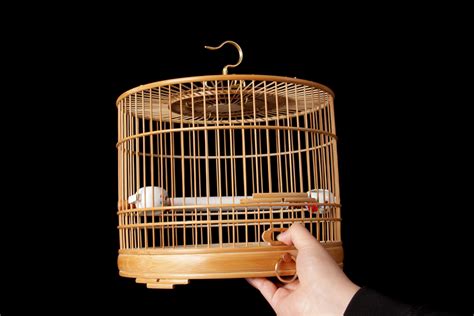 鳥籠大全(鳥籠大全及價(jià)格)縮略圖
