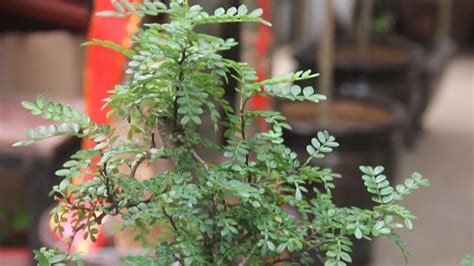 千里香花養殖方法(千里香花養殖方法視頻)縮略圖