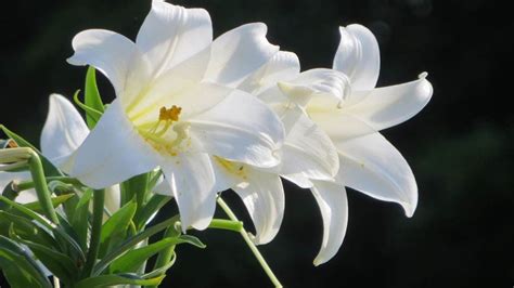 香水百合花的花語和寓意,香水百合花花語縮略圖
