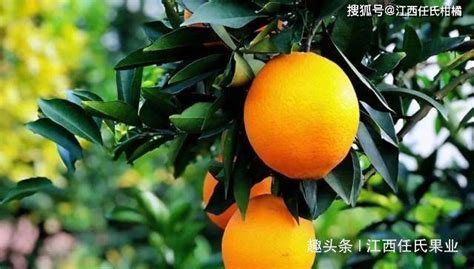 贛南臍橙產地在哪里(贛南臍橙產地在哪里品種最好)縮略圖