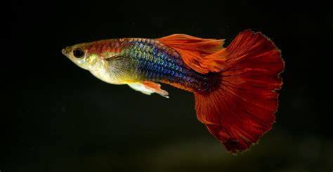 熱帶魚多久喂一次(熱帶魚多久喂一次食好)縮略圖
