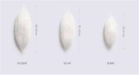 長絨棉是什么材料,新疆長絨棉是什么材料縮略圖