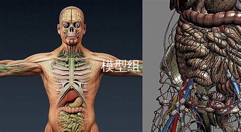 人體模型內臟立體玩具,人體模型內臟立體玩具玩法縮略圖