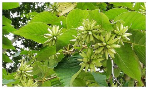 果樹開花時打什么藥保果,果樹開花時打什么藥保果殺蟲縮略圖