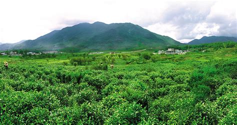 鳳凰單叢產地哪里(鳳凰單叢產地哪里好)縮略圖