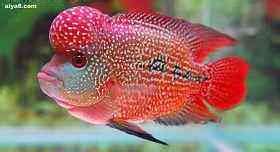 羅漢魚圖片,羅漢魚圖片高清大圖縮略圖