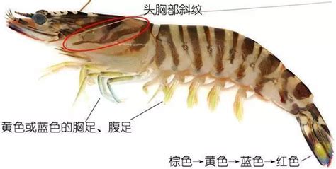 蝦青素在蝦的什么部位,蝦青素在蝦的什么部位含量高?縮略圖