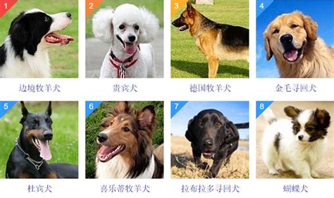 松獅犬的智商排名(松獅犬的智商排名第幾)縮略圖