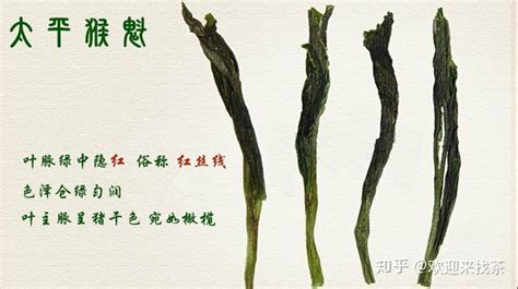 太平猴魁核心產區在哪(太平猴魁核心產區在哪里)縮略圖