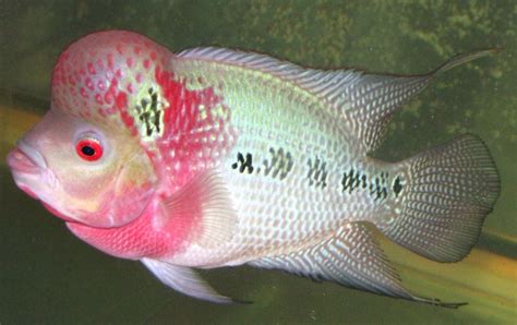 羅漢魚能和什么魚混養(羅漢魚能和什么魚混養最好)縮略圖