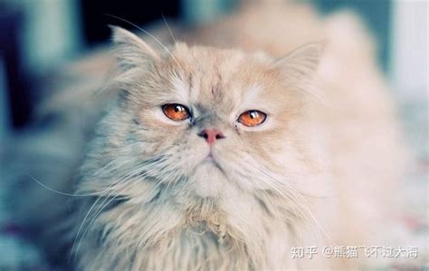 金吉拉貓淚痕怎么去除(金吉拉貓淚痕嚴重怎么去除)縮略圖
