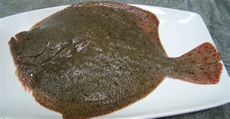 多寶魚圖片,多寶魚圖片大全大圖縮略圖