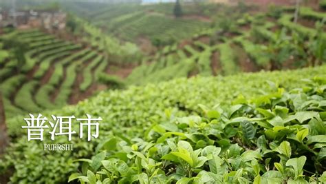 云南普洱山歌(云南普洱山歌三跺腳)縮略圖