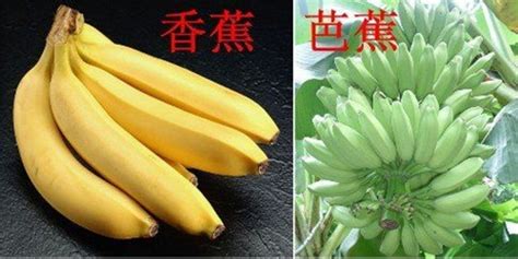 蘋果蕉和香蕉的區(qū)別(蘋果蕉和香蕉的區(qū)別功效)縮略圖