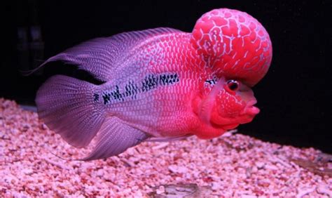 羅漢魚多少錢一條(羅漢魚多少錢一條在什么地方買)縮略圖