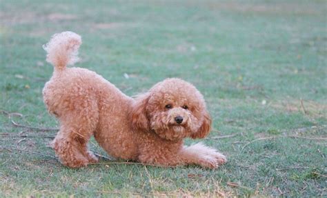 泰迪犬和比熊有什么區(qū)別(泰迪與比熊犬的區(qū)別)縮略圖