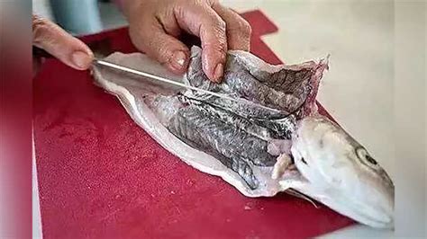 瑪麗魚肚子很大就是不生(瑪麗魚肚子很大了為什么還不生)縮略圖