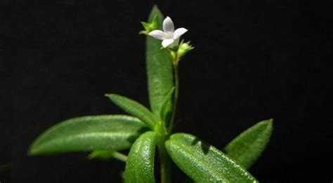 白花蛇舌草(白花蛇舌草的功用與用途)縮略圖