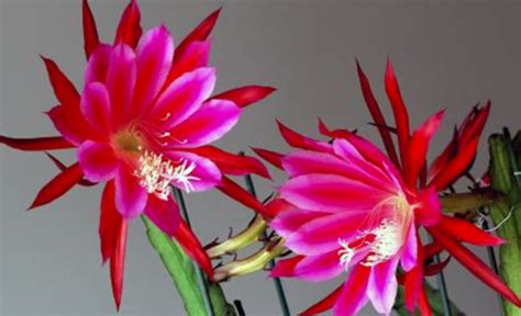 令箭荷花開花時間長嗎(令箭荷花開花時間多長)縮略圖