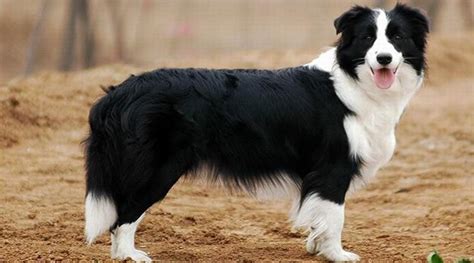 大型犬適合家養(大型犬適合家養便宜)縮略圖
