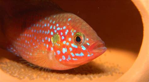 紅寶石魚變色,紅寶石魚變色怎么回事縮略圖