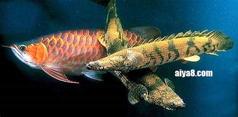 恐龍魚可以和什么魚一起養(恐龍魚和什么魚能混養)縮略圖