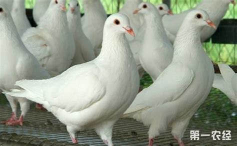 肉鴿(肉鴿游戲是什么意思)縮略圖