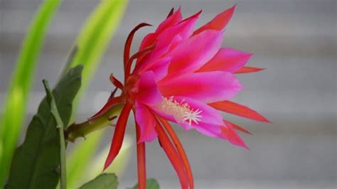 令箭荷花的花語和寓意,令箭荷花的花語和寓意和象征縮略圖