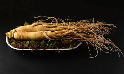 野山參的最佳吃法,野山參的最佳吃法大全縮略圖