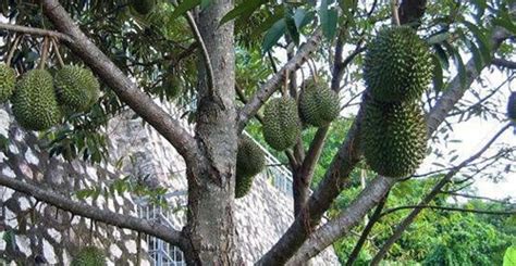 廣西榴蓮種植基地價格,廣西種植榴蓮基地在哪里縮略圖