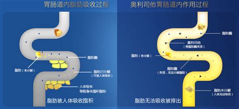 賽樂賽減肥真的有效嗎,賽樂賽減肥真的有效嗎會反彈嗎縮略圖
