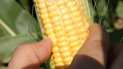 玉米種子需要泡水多久再種(玉米種子要泡多久才能種)縮略圖