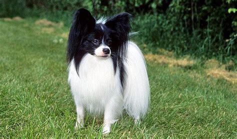 狐貍犬的優點與缺點(狐貍犬的優點與缺點是什么)縮略圖