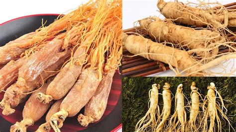 鮮參(鮮參蜜片)縮略圖
