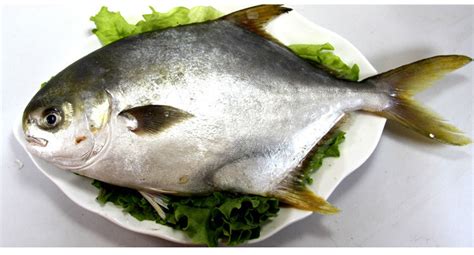 金昌魚多少錢一斤(金昌魚多少錢一斤市場價2021)縮略圖