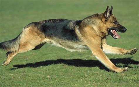 黑背犬是禁養犬嗎(黑背犬是禁養犬嗎為什么)縮略圖