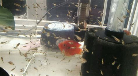 紅寶石魚產(chǎn)卵后怎么辦(紅寶石魚產(chǎn)卵后怎么辦視頻)縮略圖