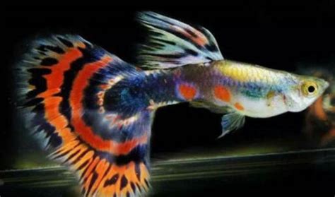 熱帶魚品種大全及圖片(中大型熱帶魚品種大全及圖片)縮略圖