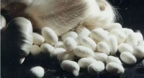 桑蠶絲和真絲區別,桑蠶絲和真絲區別在哪里縮略圖